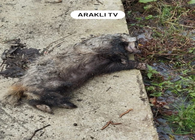 Arakli'da koyunlari katleden katil yakalandi
