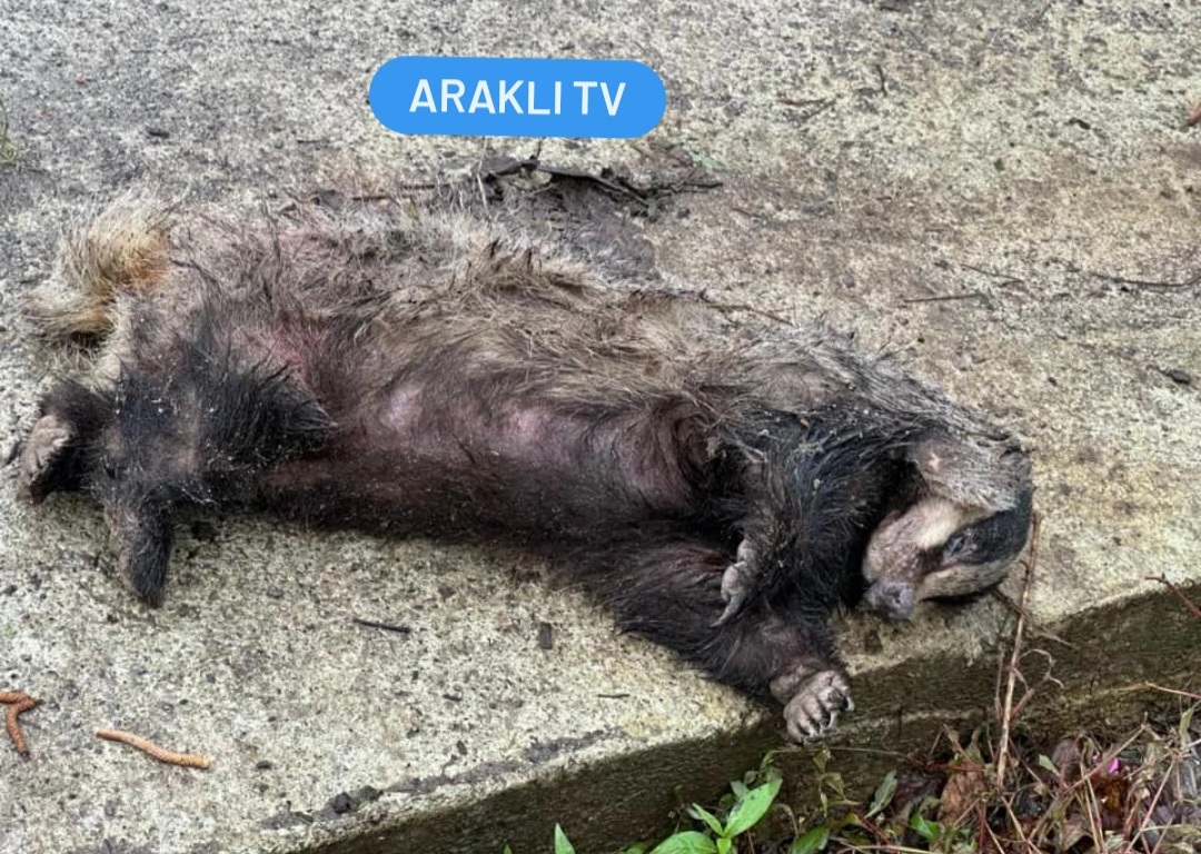 Arakli'da koyunlari katleden katil yakalandi